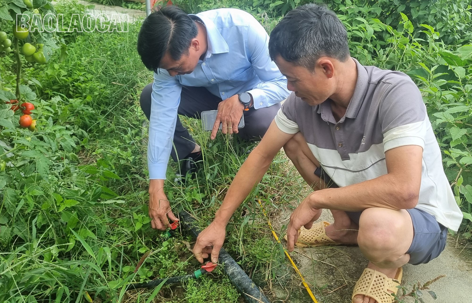Phát triển kinh tế nông nghiệp công nghệ cao được xác định là hướng đi chiến lược của xã Tả Phìn. a14.jpg