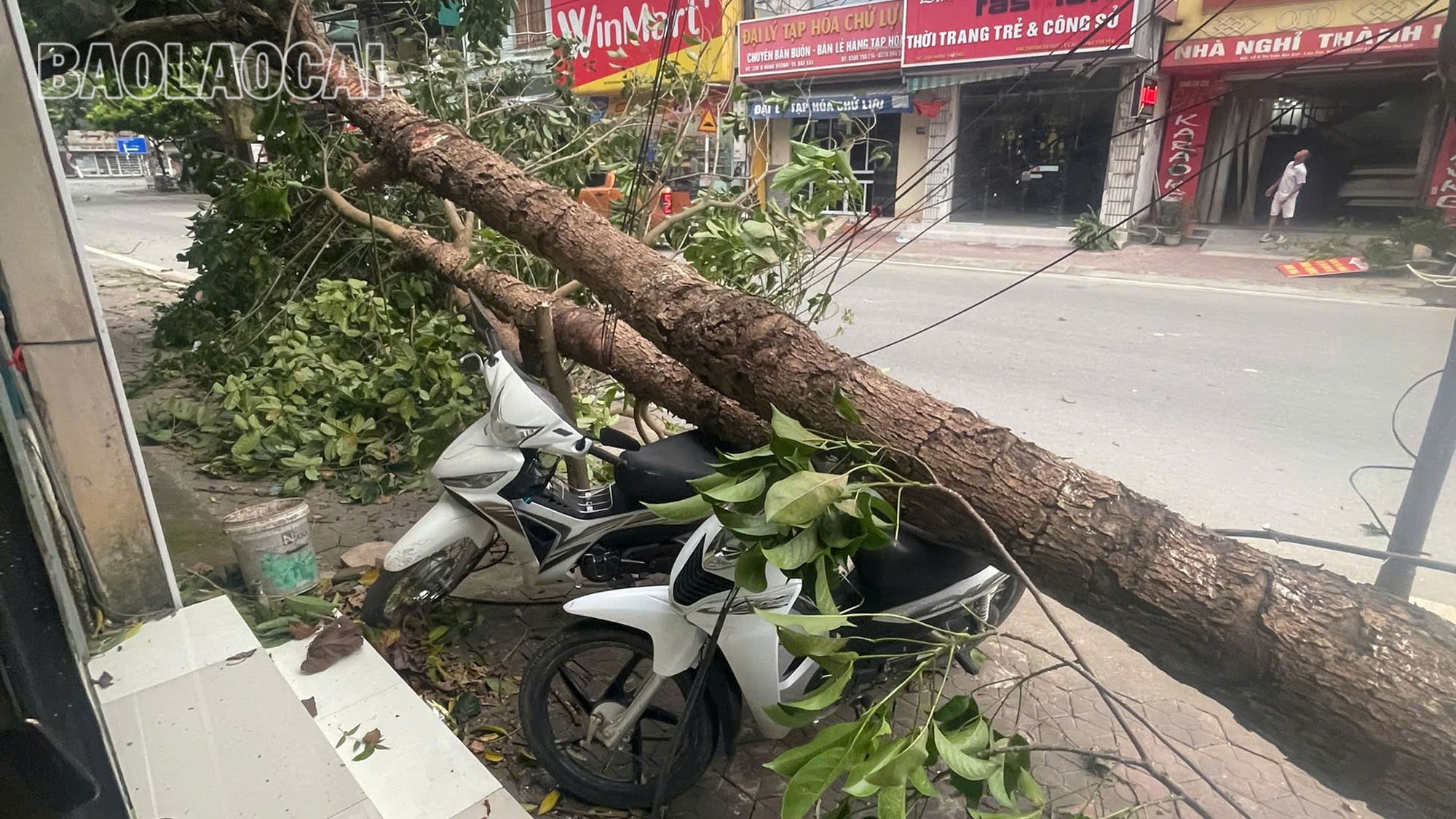 Gió to khiến nhiều cây trên địa bàn xã Bát Xát bị gãy đổ.