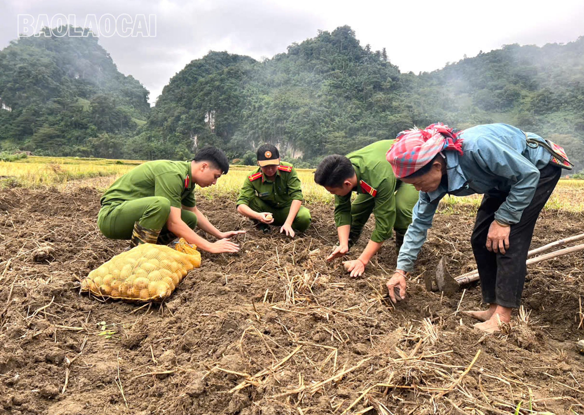 Cán bộ, chiến sĩ Công an xã Văn Bàn hỗ trợ người dân thôn Làng Chút trồng khoai tây. (Ảnh: Công an xã Văn Bàn) a4.jpg
