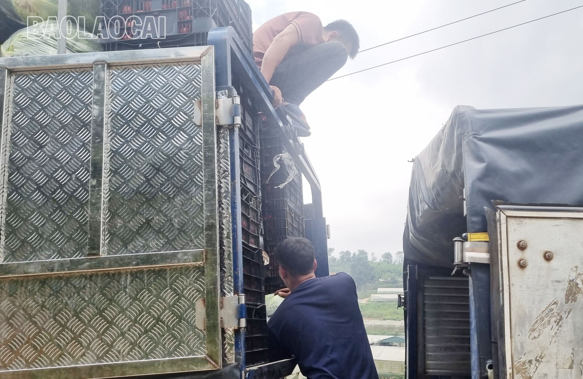 Thương lái từ khắp các tỉnh đến thu mua sản phẩm nông nghiệp của người dân Tả Phìn. a12.jpg