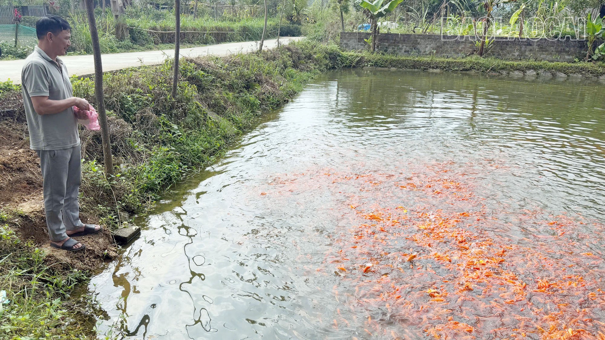 Nuôi cá chép vàng bán dịp 23 tháng Chạp là một nghề mang lại thu nhập khá cao.