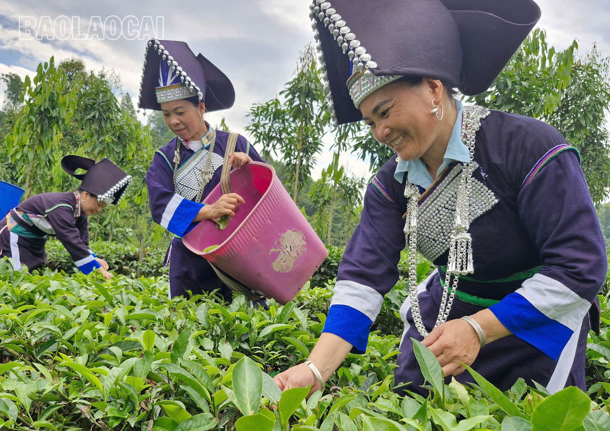 Chè là một trong những cây trồng chủ lực của đồng bào các dân tộc bản Sinh. Hiện, toàn bản có khoảng 42 ha chè, chủ yếu là chè Shan tuyết và Kim tuyên. bs-7.jpg