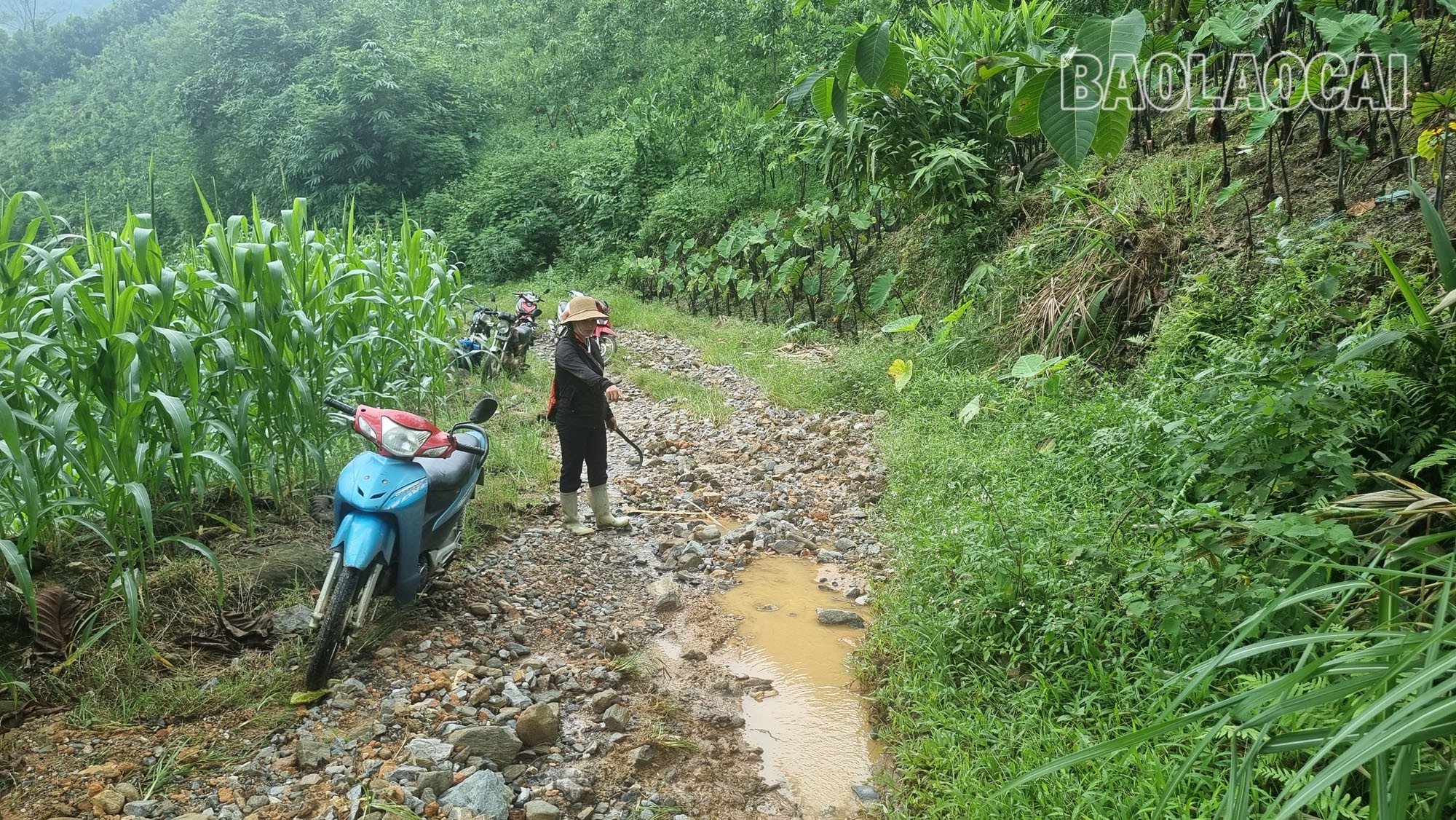 Chị Bàn Thị Hiệp, thôn Ná Lùng vẫn bị ngã xe khi đi thu hoạch khoai môn. m1-4.jpg