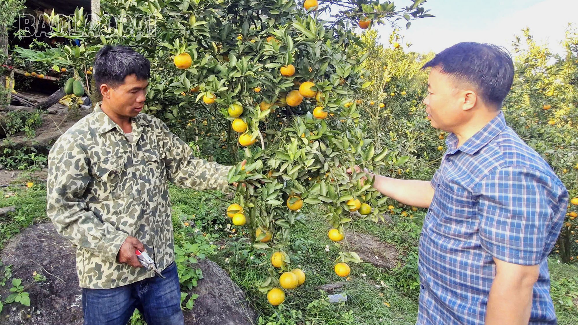 Kebun jeruk keprok manis tidak hanya membawa kehidupan yang lebih sejahtera bagi keluarga Tn. Vang Van Dung tetapi juga membuka prospek baru untuk mengembangkan pohon buah jeruk di kecamatan Ban Xeo di waktu mendatang. a-2.jpg