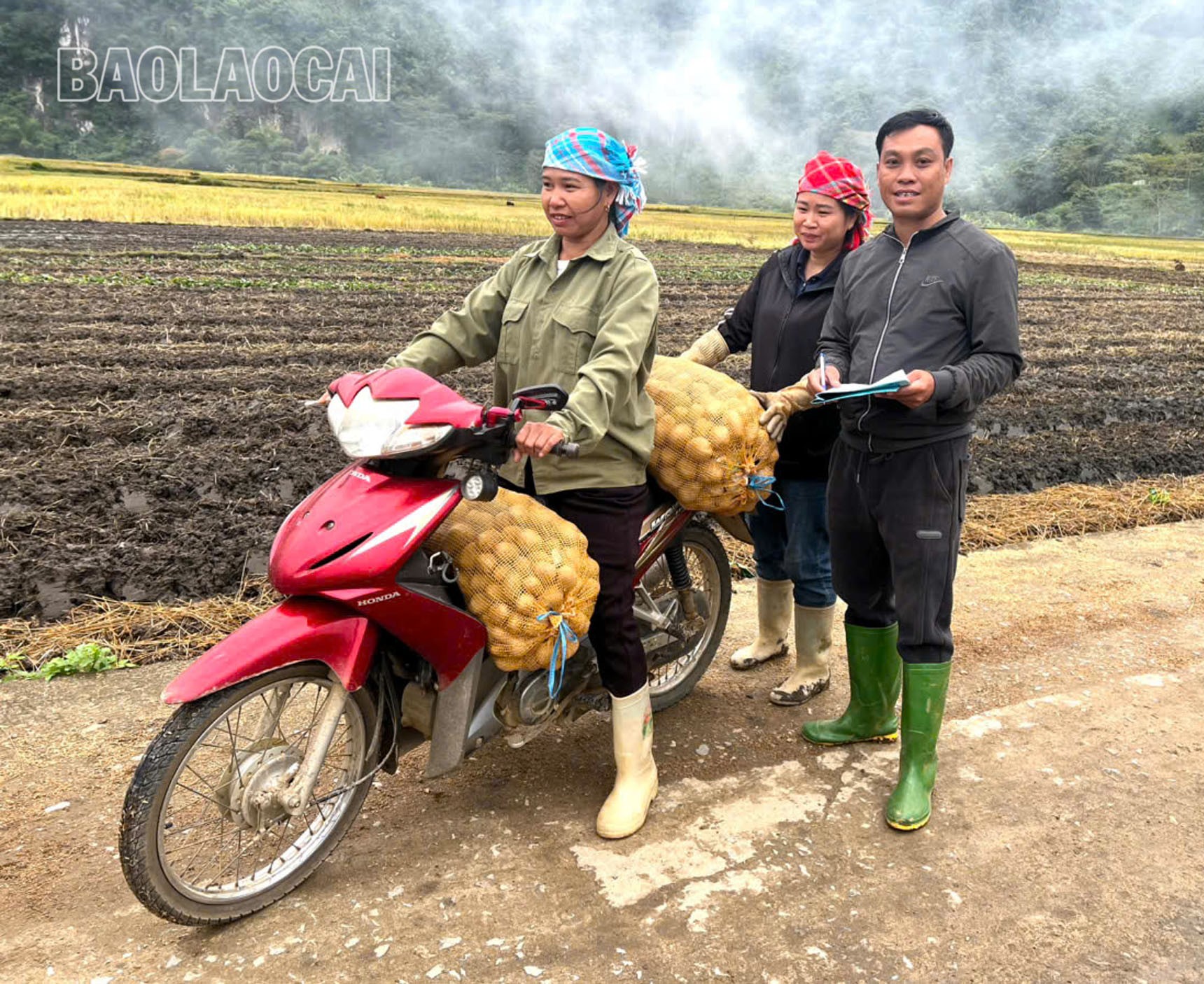 Công an xã Văn Bàn bàn giao khoai tây giống cho các hộ dân thôn Làng Chút. (Ảnh: Công an xã Văn Bàn) a5.jpg