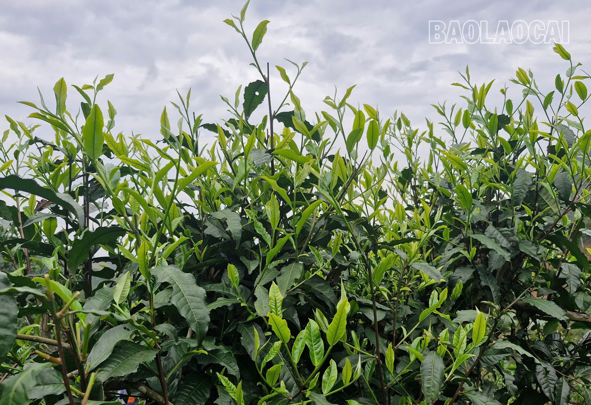 Những cây chè cổ thụ góp phần mang lại thu nhập ổn định cho người dân thôn Ngải Chồ. che-1-9.jpg