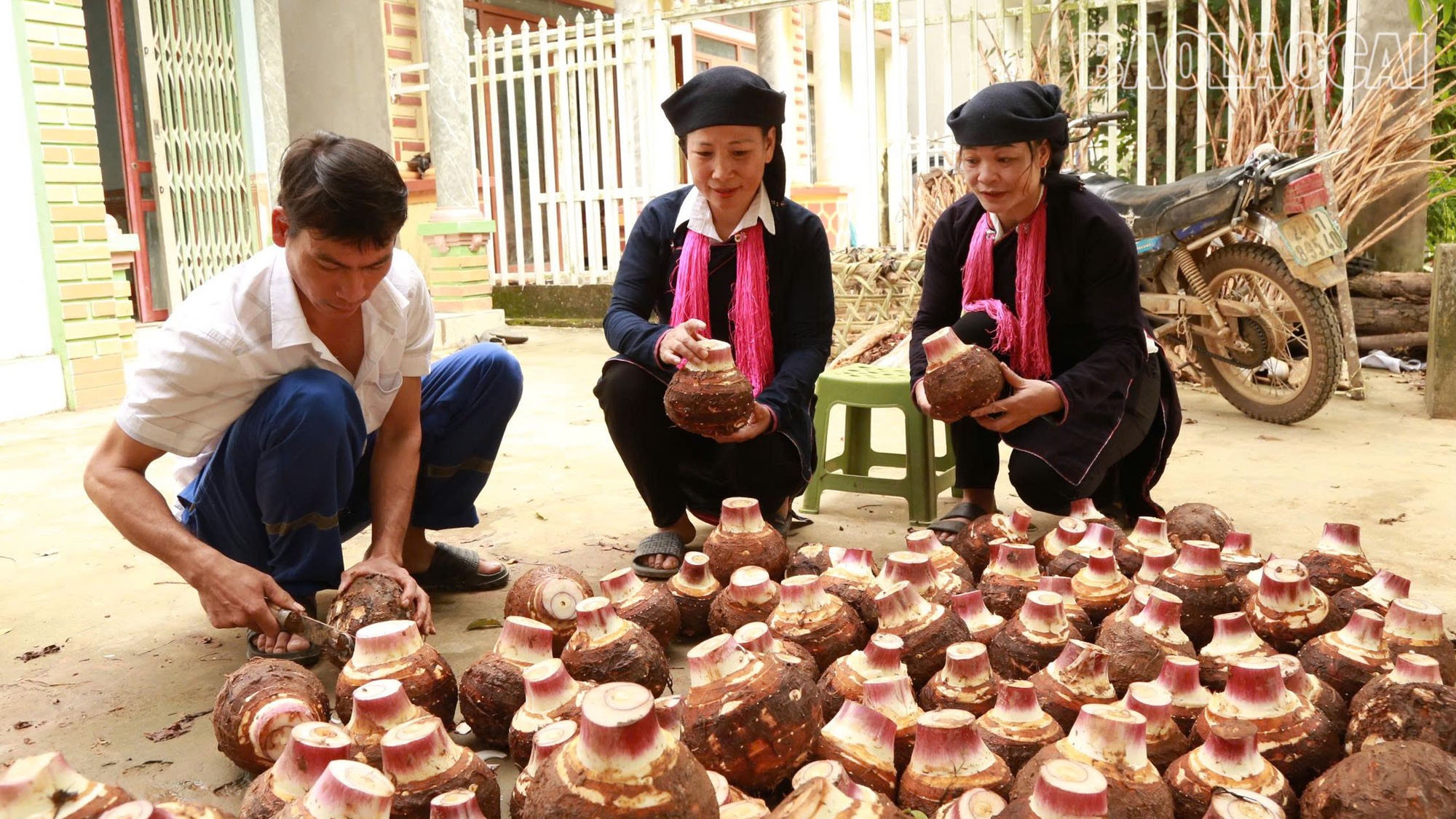 Cây khoai môn giúp nhiều hộ dân có thu nhập khá. Ước tính, nếu giá bán ổn định từ 10 – 15 nghìn đồng/kg, người dân thu hơn 100 triệu/ha khoai môn. So với cây sắn, khoai môn mang lại giá trị cao gấp nhiều lần và đã trở thành cây xóa nghèo hiệu quả. Riêng với thôn Ná Lùng, cây khoai môn đã góp phần giảm số hộ nghèo trong thôn từ 16 hộ (năm 2023) xuống còn 8 hộ (năm 2025). a1-4.jpg