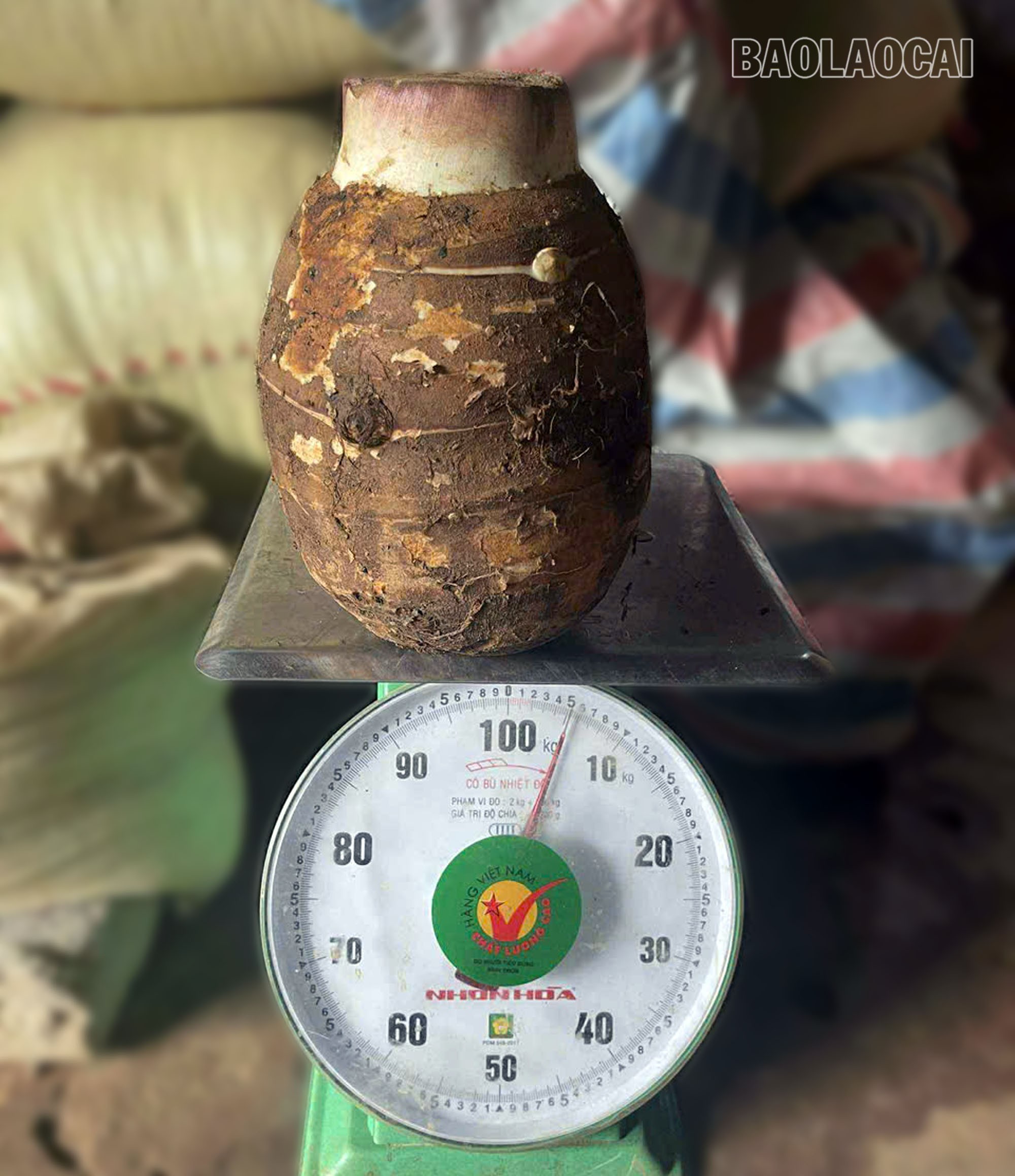 Những củ khoai môn ở xã Trịnh Tường có chất lượng cao, nặng từ 1 đến 4 kg, cá biệt có củ nặng 5 kg nếu được chăm sóc tốt. a1-6.jpg