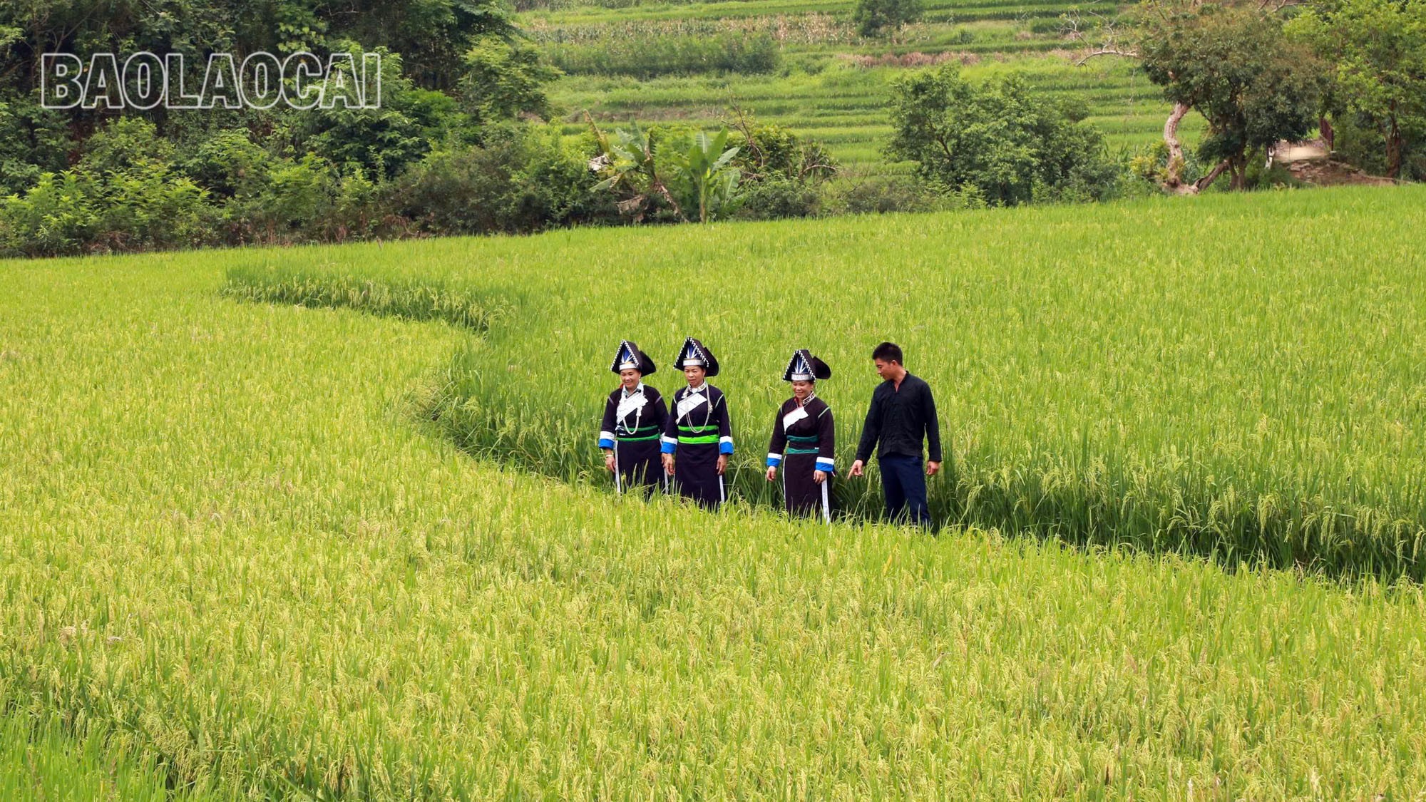 Người dân bản Sinh canh tác lúa dưới thung lũng trù phú rộng khoảng 14 ha. Vụ lúa xuân năm nay thời tiết thuận lợi, cây lúa sinh trưởng và phát triển tốt, hứa hẹn mang lại vụ mùa bội thu cho người dân bản Sinh. bs-3.jpg