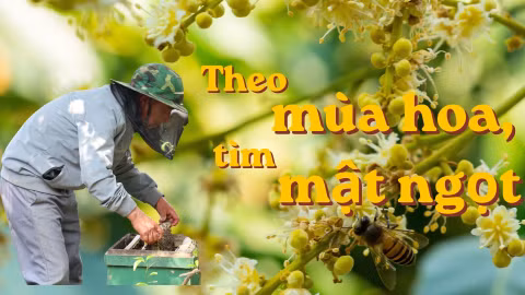 Theo mùa hoa, tìm mật ngọt