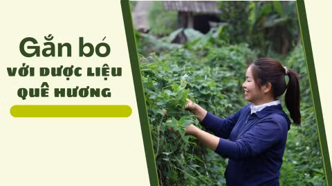 Gắn bó với dược liệu quê hương