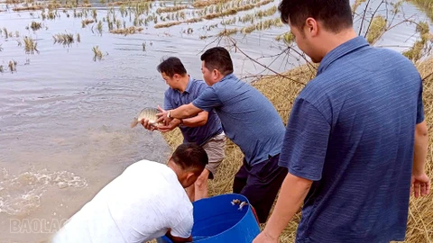 Về Khánh Yên xem thả cá chép vụ đông