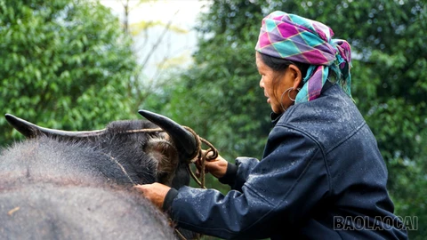 Nhọc nhằn hành trình bảo vệ "đầu cơ nghiệp"