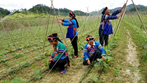 Giảm nghèo thông tin trong vùng đồng bào dân tộc thiểu số