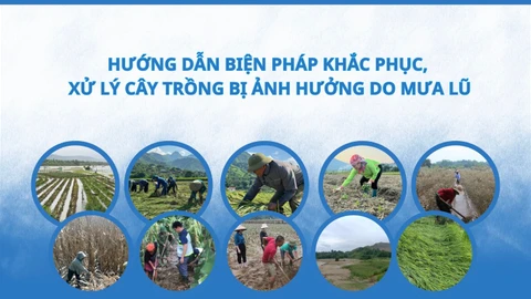 Hướng dẫn biện pháp khắc phục, xử lý cây trồng bị ảnh hưởng do bão lũ