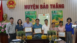 Công bố văn bằng bảo hộ nhãn hiệu tập thể “Dứa Bảo Thắng - Lào Cai”