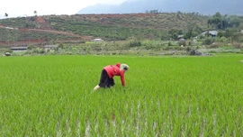 Tăng cường các biện pháp chăm sóc cây trồng