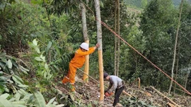Điện lực Bảo Thắng đảm bảo an toàn hành lang lưới điện mùa thu hoạch quế