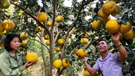 Lào Cai: Sản lượng cây ăn quả tăng gần 9% so cùng kỳ