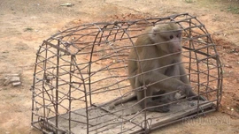 Xã Hạnh Phúc: Người dân tự nguyện bàn giao cá thể khỉ vàng quý hiếm cho chính quyền