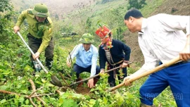 Các xã khu vực Văn Bàn trồng hơn 15.300 cây phân tán và trên 3 ha rừng đầu xuân 2026