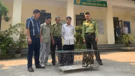 Người dân tự nguyện bàn giao 2 cá thể chim cú lợn lưng nâu quý hiếm cho chính quyền