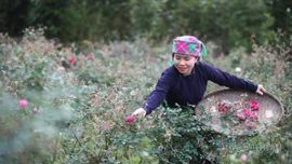  Chị Ngân Thị Trang và hành trình xây dựng thương hiệu trà thảo mộc vùng cao