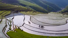Ruộng bậc thang Dền Sáng vào mùa cấy