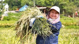 Lào Cai ưu tiên thu hút đầu tư lĩnh vực nông nghiệp