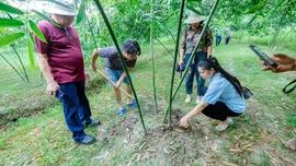 Sản xuất nông nghiệp gắn với du lịch sinh thái