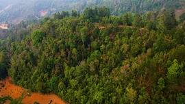 Bảo vệ rừng để phát triển du lịch