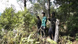 Hành trình trả lại màu xanh cho rừng