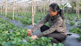 Nông dân Văn Chấn chủ động chuyển đổi cây trồng, nâng cao giá trị sản xuất