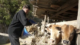 Người cao tuổi Púng Luông phát huy vai trò gương mẫu