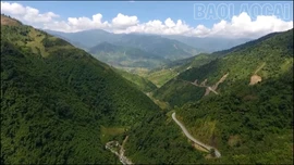 Học Bác để giữ màu xanh đại ngàn