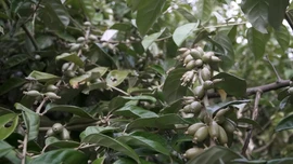 Làng Sang: Cây nhót trái vụ mang lại hiệu quả kinh tế cao