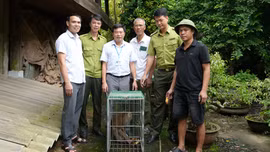 Xã Tằng Loỏng bàn giao cá thể khỉ đuôi lợn cho Trung tâm Du lịch và Bảo tồn sinh vật Hoàng Liên