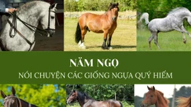 Năm ngọ nói chuyện các giống ngựa quý hiếm