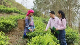 Xã Mường Khương triển khai hiệu quả Chương trình mục tiêu quốc gia giảm nghèo bền vững