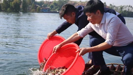 Thả hơn 120.000 con cá giống tái tạo nguồn lợi thủy sản hồ Thác Bà