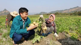 Hiệu quả mô hình liên kết sản xuất khoai tây vụ đông ở Khánh Yên
