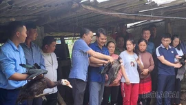 Hiệu quả từ mô hình nuôi ngan thương phẩm an toàn