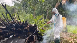 Tuyên Quang xuất hiện dịch cúm gia cầm A/H5N1