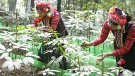 Y học cổ truyền hồi sinh từ núi rừng Tây Bắc