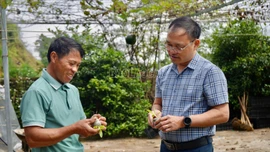 Hiệu quả từ mô hình ươm bầu trồng atiso ở Sa Pa 