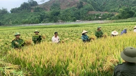 Ấn tượng hình ảnh Công an xã gặt lúa giúp dân trong nắng nóng