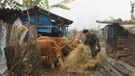 Các xã vùng cao siết chặt công tác phòng, chống rét cho vật nuôi