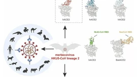 Trung Quốc phát hiện virus corona mới ở dơi có cơ chế lây giống Covid-19