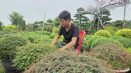 Nông dân cùng giúp nhau thoát nghèo