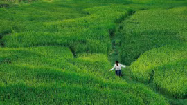 Cảnh đồng lúa xanh bất tận ở 'ngôi làng đẹp nhất châu Á' tại Việt Nam